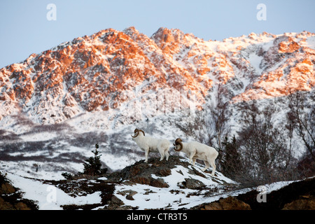 Dall rams in piedi di fronte a Chugach Mountains al di sopra di Seward Highway al tramonto, centromeridionale Alaska, inverno Foto Stock