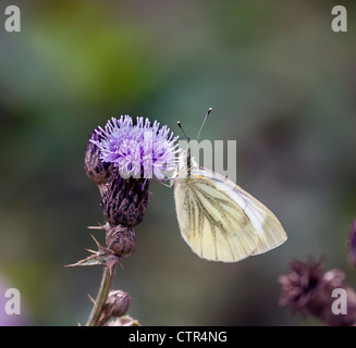 Verde-bianco venato Butterfly, (Artogeia napi), a farfalla sul prato Thistle, metà estate, Devon, Inghilterra, Regno Unito. Foto Stock