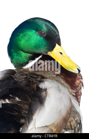 Ritratto di Drake Mallard duck at Westchester Lagoon, Anchorage, centromeridionale Alaska, molla Foto Stock