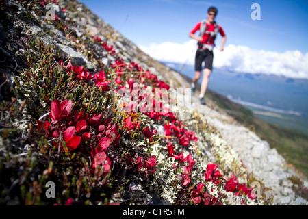 Donna trail running tra il pigro e montagna Matanuska picco, Chugach Mountains, centromeridionale Alaska, Autunno Foto Stock