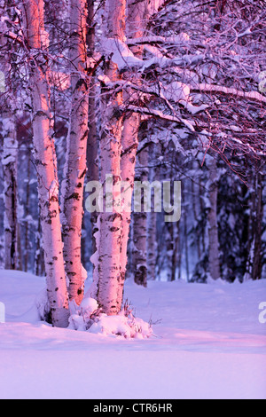 Rosa tramonto di luce che cade su di betulle a Jack russo Springs Park, Anchorage, centromeridionale Alaska, inverno Foto Stock