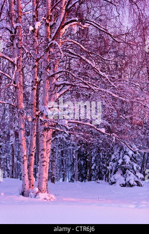 Rosa tramonto di luce che cade su di betulle a Jack russo Springs Park, Anchorage, centromeridionale Alaska, inverno Foto Stock