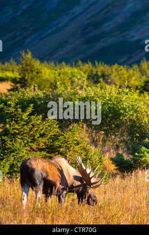 Grandi bull alci in piedi nella fitta spazzola vicino a Pass Powerline in Chugach State Park, Alaska Foto Stock