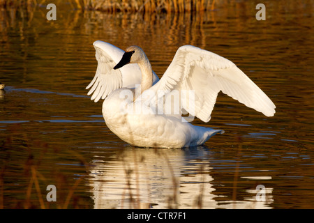 Trumpeter swan nel Potter Marsh, centromeridionale Alaska, Autunno Foto Stock