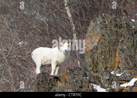 Dall pecore in Chugach Mountains durante una tempesta di neve, centromeridionale Alaska, inverno Foto Stock