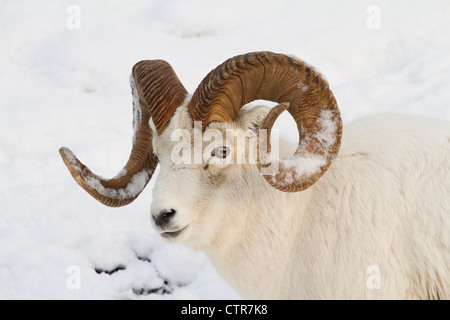 Un full-curl dallâ pecore di ram con la neve sulle sue corna migra attraverso la neve profonda del Chugach Mountains, centromeridionale Alaska, inverno Foto Stock