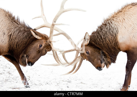 CAPTIVE: una coppia di grandi Rocky Mountain elk bloccare i palchi e lotta, Alaska Wildlife Conservation Centre, Alaska, inverno Foto Stock
