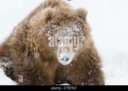 CAPTIVE: Marrone Kodiak Bear Cub femmina con la sua faccia coperta in fresco bianco della neve, Alaska Wildlife Conservation Centre, Alaska Foto Stock