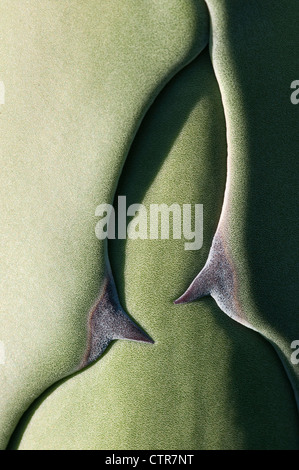 Agave americana, Agave, verde. Foto Stock