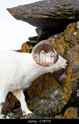 Un full-curl dallâ pecore ram lambisce sulle rocce con colorati muschi e licheni, Chugach Mountains, centromeridionale Alaska, inverno Foto Stock