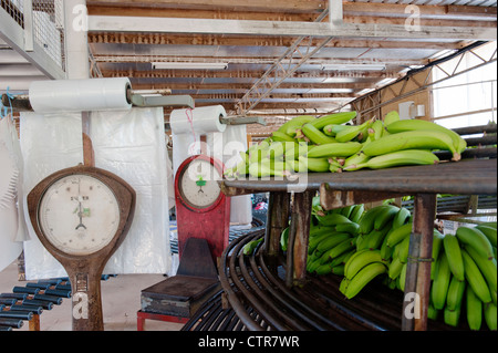 Scale Vintage ad una banana piccola fattoria vicino a Mission Beach in North Queensland con frutti su rack devono essere ordinati per la vendita Foto Stock