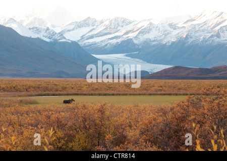 Moose lambisce in un campo di fronte del ghiacciaio di Maclaren lungo la Denali highway, centromeridionale Alaska, caduta Foto Stock