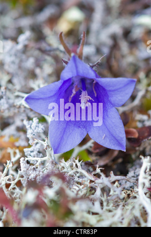 Harebell di montagna con caribou lichen, Maclaren River Valley, centromeridionale Alaska, Autunno Foto Stock