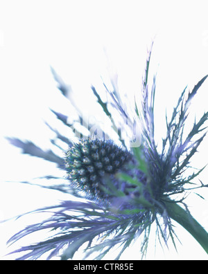 Eryngium alpinum, mare holly, blu, bianco. Foto Stock