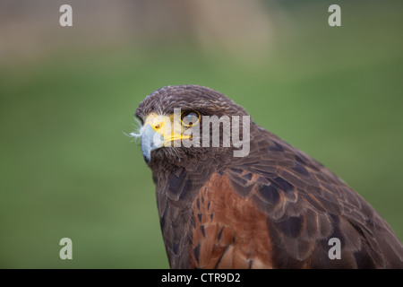 Harris hawk guardando a sinistra Foto Stock