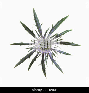 Eryngium x oliverianum, mare holly, blu, bianco. Foto Stock