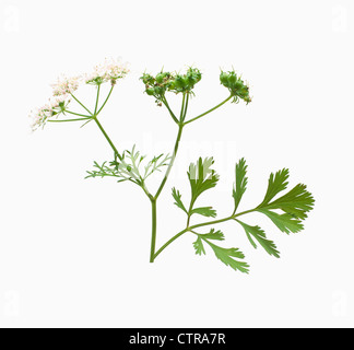 Coriandrum sativum, coriandolo, il verde delle foglie e semi con fiori bianchi su uno stelo tagliato contro uno sfondo bianco. Foto Stock