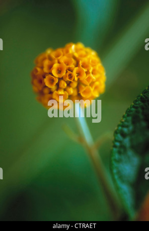 Buddleja globosa, Buddleja, arancio, verde. Foto Stock