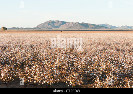 Il cotone è pronta per essere raccolta in un defogliati campo di cotone in Arizona. Foto Stock