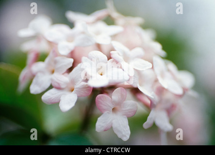 Viburnum x juddii, Close up di un fiore rosa di testa. Foto Stock