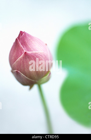 Nelumbo nucifera, Lotus, Sacro lotus, Rosa. Foto Stock