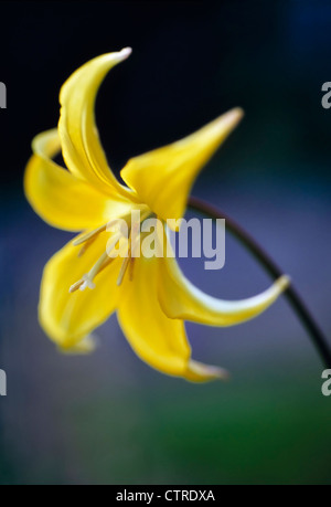 Erythronium "Pagoda', cane dente viola e gialla. Foto Stock