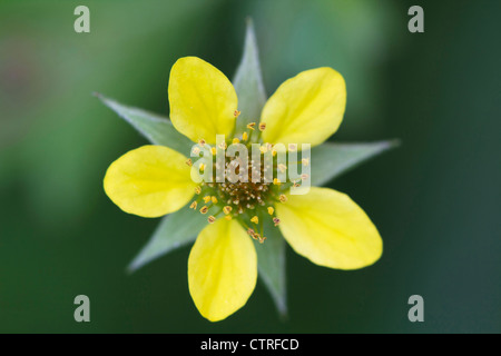 Potentilla erecta, Tormentil, giallo. Foto Stock