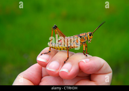 Florida le Everglades, Big Cypress National Preserve, Tamiami Trail, Monument Lake Campground, Lubber orientale, cavalletta gigante, Romalea microptera, mano, h Foto Stock