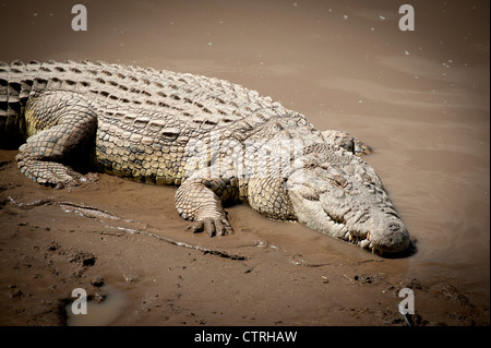 Crocodile poltrire nei fondali fangosi del Fiume Talek nel Maasai Mara Foto Stock