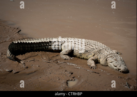 Crocodile poltrire nei fondali fangosi del Fiume Talek nel Maasai Mara Foto Stock