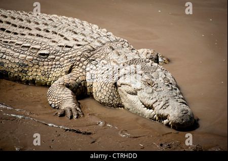 Crocodile poltrire nei fondali fangosi del Fiume Talek nel Maasai Mara Foto Stock