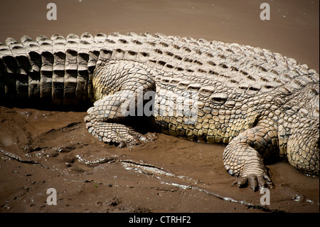 Crocodile poltrire nei fondali fangosi del Fiume Talek nel Maasai Mara Foto Stock