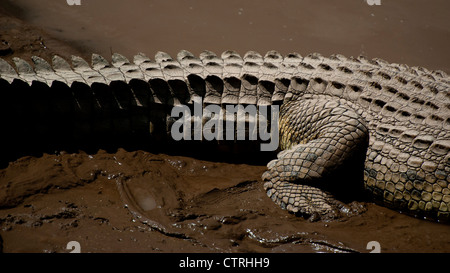 Crocodile poltrire nei fondali fangosi del Fiume Talek nel Maasai Mara Foto Stock