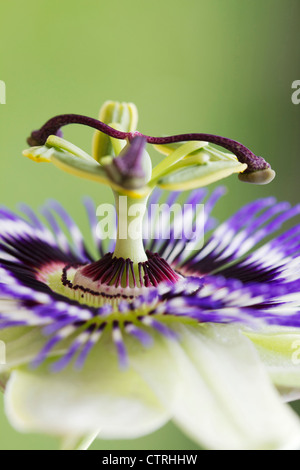 Passiflora caerulea, fiore della passione, bianco, verde. Foto Stock