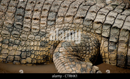 Crocodile poltrire nei fondali fangosi del Fiume Talek nel Maasai Mara Foto Stock