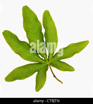 Passiflora caerulea, fiore della passione, verde, bianco. Foto Stock