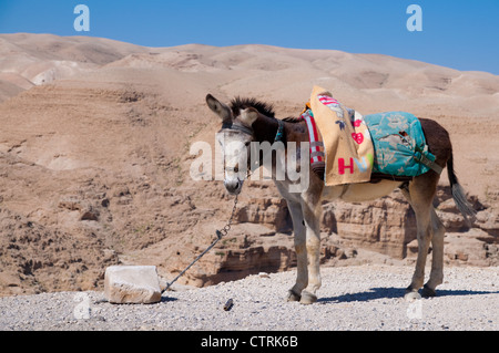 Asino su un guinzaglio in Giudea deserto Foto Stock