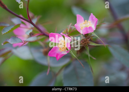 Rosa rubrifolia glauca, Luglio, REGNO UNITO Foto Stock