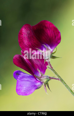 Lathyrus odoratus 'Cupani', pisello dolce, viola, verde. Foto Stock
