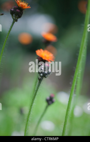 Millefiori Hieracium aurantiacum - Fox e lupetti (Arancione Hawkweed), Luglio, Devon, Regno Unito. Foto Stock