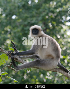 Il Hanuman Langur dando la sua benedizione come un godman , un baba nel Kabini , Nagarhole Foto Stock