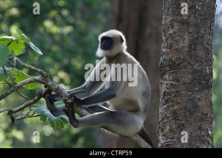 Il Hanuman Langur dando la sua benedizione come un godman , un baba nel Kabini , Nagarhole Foto Stock