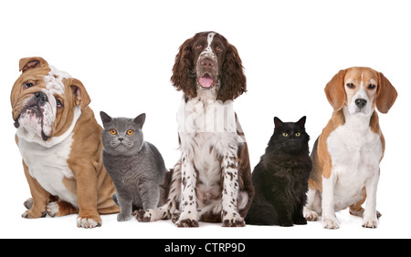 Gruppo di cani e gatti di fronte a uno sfondo bianco Foto Stock