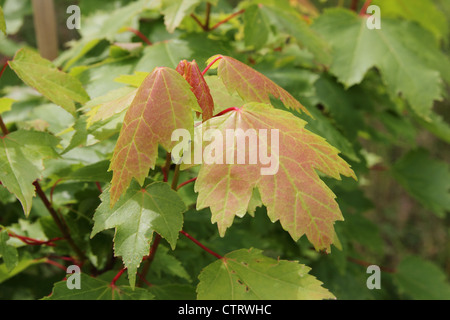 Acero Rosso ( Acer rubrum cultivar 'Brandywine' ) in estate Foto Stock