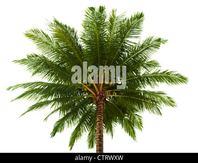 La parte superiore della palma da cocco isolati su sfondo bianco Foto Stock