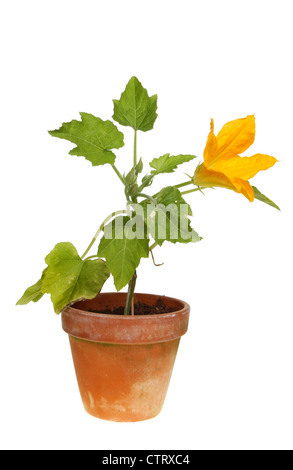 Fioritura di piante di zucchine in una pentola di terracotta isolata contro bianco Foto Stock