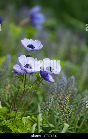 Anemone coronaria, Anemone, blu. Foto Stock