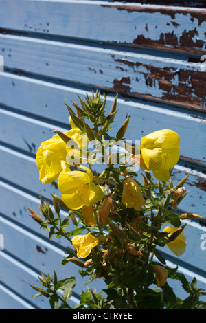 Fiori nella parte anteriore di una capanna sulla spiaggia. Foto Stock