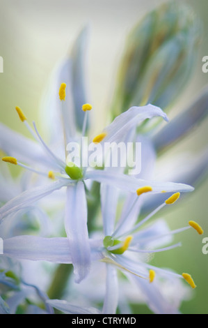 Camassia cusickii,, Camassia Quamash, blu. Foto Stock