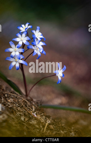 Chionodoxa luciliae, Gloria-della-Neve, blu. Foto Stock